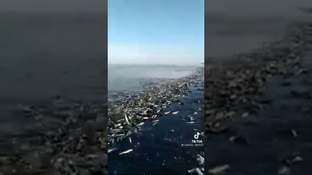 Море рыбы,селёдки!Просто кишит!Из моря на берег вышла селёдка! смотреть онлайн