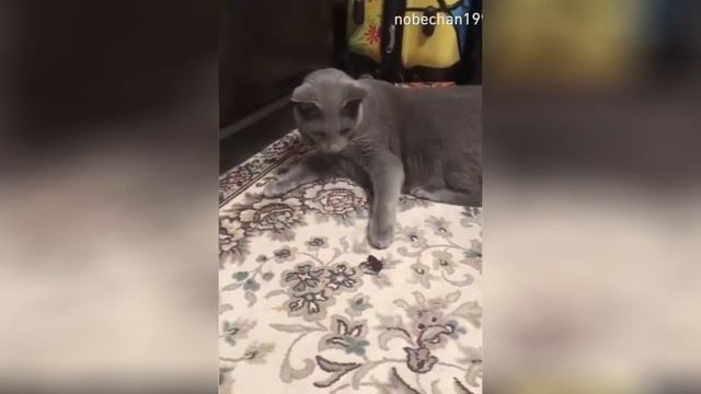 Я РЖАЛ ПОЛ ЧАСА / СМЕШНЫЕ ЖИВОТНЫЕ , КОТЫ СОБАКИ И ДРУГИЕ смотреть онлайн