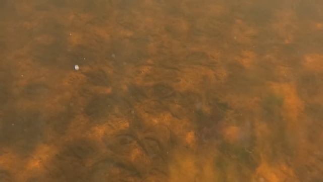 С ОСТРОГОЙ ЗА КАМБАЛОЙ / WITH A SPEAR FOR FLOUNDER