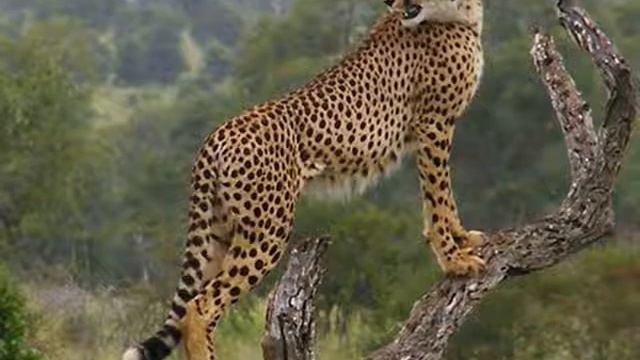 Johannesburg Zoo-A Day At Johannesburg Zoo Park Inn Sandton Hotel