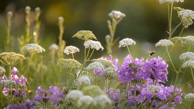 Полевые цветы смотреть онлайн