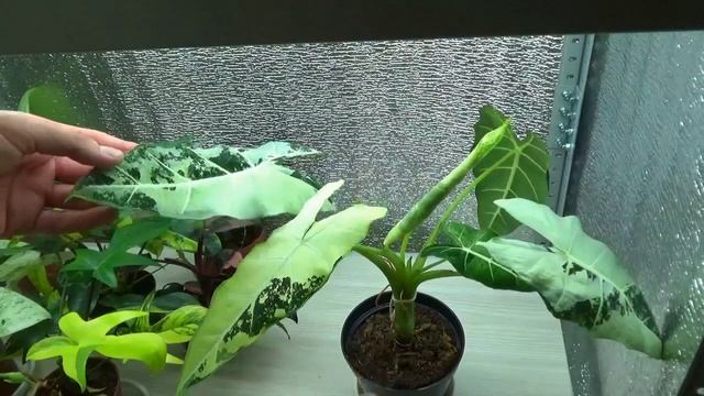 Alocasia Micholitziana 'Variegated Frydek'/ Подробно об уходе