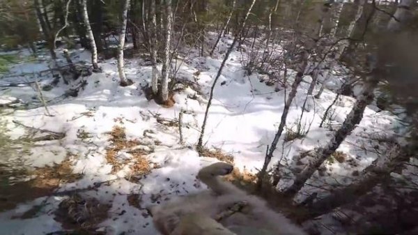 Попалось 2 волка за раз/ ОХОТА НА ВОЛКА В БУРЯТИИ