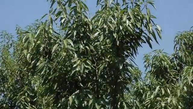 BODOM HAQIDA MALUMOT смотреть онлайн