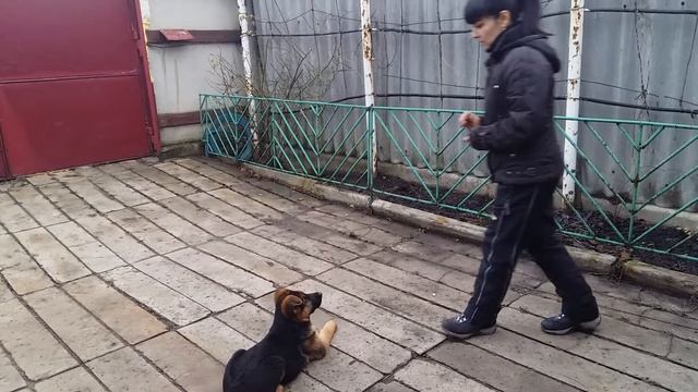 Обучение щенка команде"Маскируйся (умри)" и команде "ЗАЙКА" смотреть онлайн