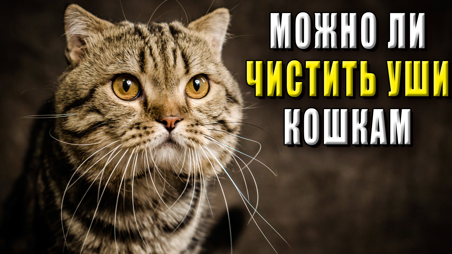 Можно ли чистить уши кошкам