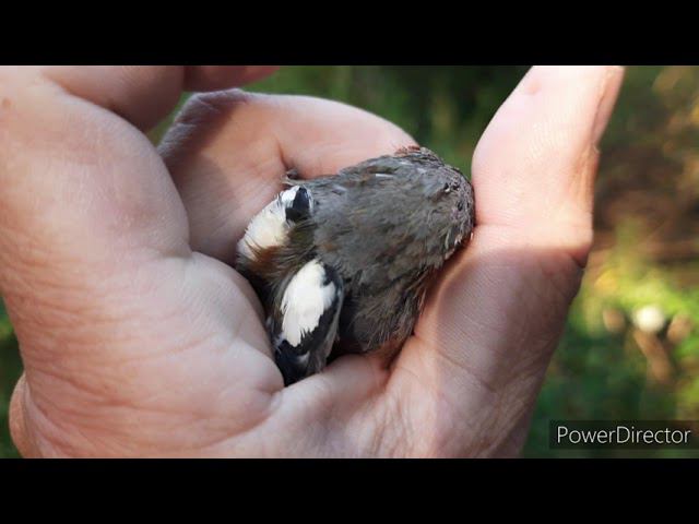 Ловля певчих птиц 20.08.2021 год. смотреть онлайн