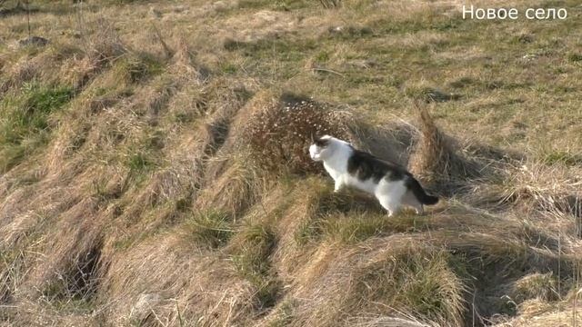 НАШ САД, ОГОРОД: Лаванда, Хурма, Магнолия, Пруд, Коты. Фэнтези парк 2023, март. смотреть онлайн