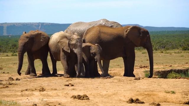 Naughty Wild Baby Animals 4K ~ Relaxing Music that Heals Stress and Anxiety • Forest Birdsong смотреть онлайн