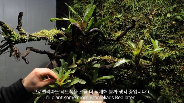 식충식물 네펜데스 팔루다리움 | '숲 속 쓰러진 통나무' 1년 후 'Fallen Log In The Woods Nepenthes Paludarium' 1 Year Later смотреть онлайн