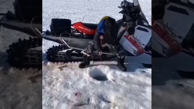 вот это рыбина