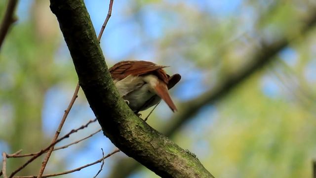 641. Slavík obecný, Common Nightingale, Nachtigall, Западный соловей, Słowik rdzawy смотреть онлайн