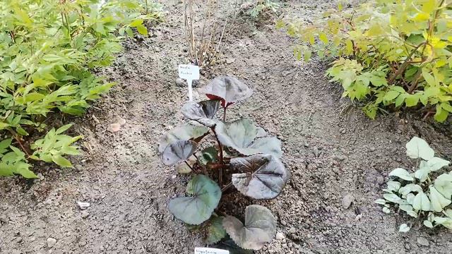 Gartenrundgang 3. Mai 2022 смотреть онлайн