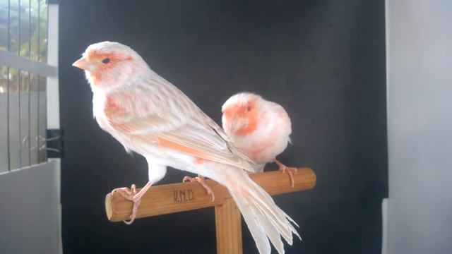 Сатинет красный мозаик тип 2 смотреть онлайн