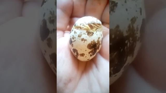 Рождение новой жизни