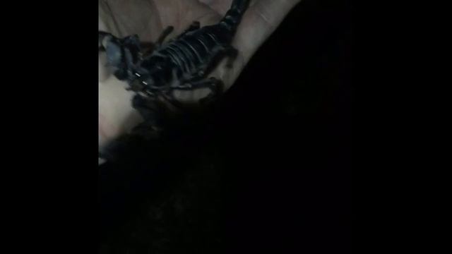 Королевский скорпион и другие Гады смотреть онлайн