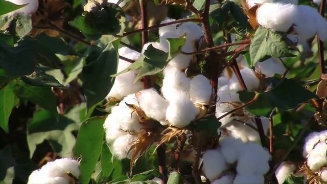 Минеральные удобрения от компании Yara