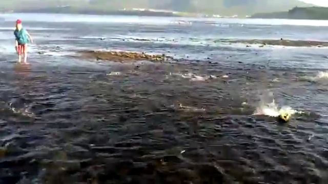 Горбуша в Магадане идёт на нерест смотреть онлайн