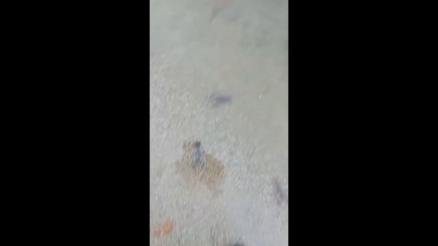 Раки лезут на берег смотреть онлайн