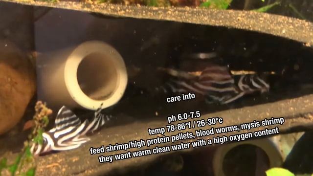 Zebra Pleco (Hypancistrus Zebra) Profile