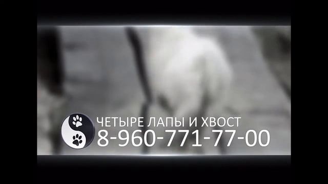 Лимон ТВ, Здесь и сейчас 14 07 2016 смотреть онлайн