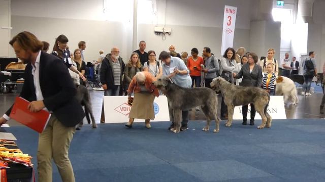 Euro Winner Show Dogs Competition CACIB - Irish Wolfhound