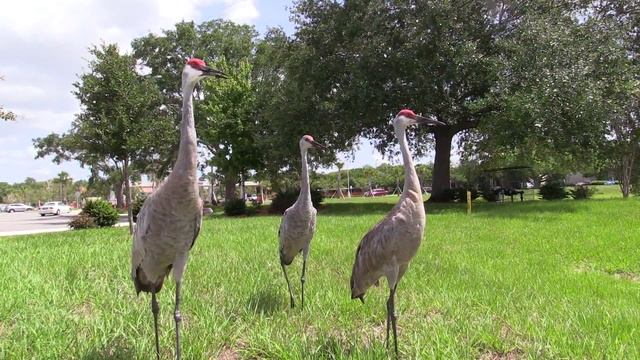 Sandhill Crane Adventures #10 смотреть онлайн