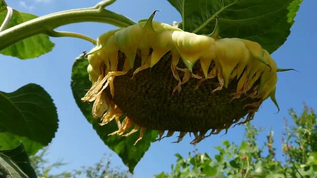 Наш огород в Греции ???️? / Our Greek garden смотреть онлайн