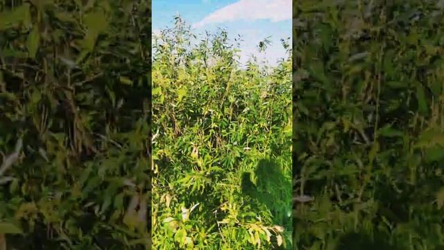 Озеро И́льмень,Великий Новгород, смотреть онлайн