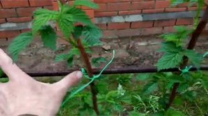 Выращивание малины. Начинающим