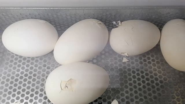 Вылупление гусёнка из яйца??. смотреть онлайн