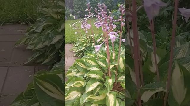 хоста "Фентази Айленд "#хоста#садовыецветы смотреть онлайн