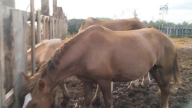 Машка снова гуляет жеребец ждёт смотреть онлайн