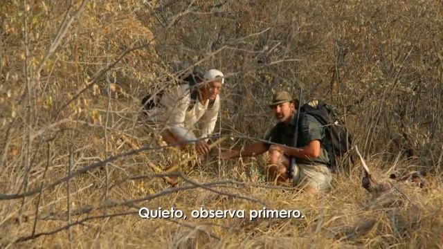 Frank y Darran se rodean de guepardos y leones | Wild Frank vs Darran | Animal Planet смотреть онлайн