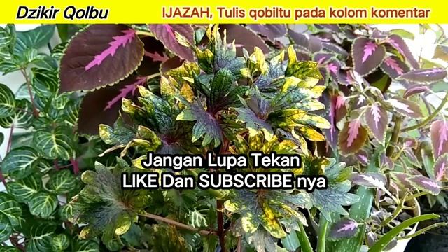 ? STOP MISKIN..! Jika Kalian Baca 11x Saja ✓ MILIY4RAN REZEKI ALLAH SWT BERIKAN смотреть онлайн