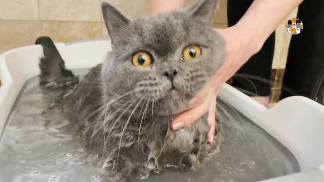 МОЕМ КОТА НЕВЗНАЧАЙ - 33 Котёнка Как Помыть Кота | How To Bathe the Cat 33 Kotenka смотреть онлайн