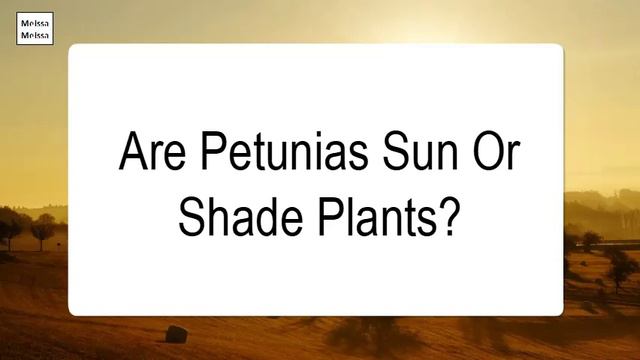 Are Petunias Sun Or Shade Plants смотреть онлайн