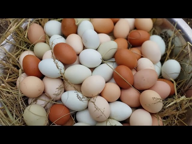 СОЛЁНЫЕ ОГУРЦЫ КУРАМ!!! смотреть онлайн