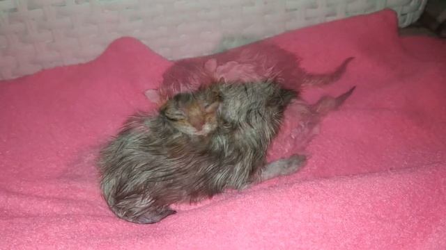 Котята родились / НОВОРОЖДЕННЫЕ КОТЯТА МЯУКАЮТ И ИЩУТ КОШКУ МАМУ смотреть онлайн