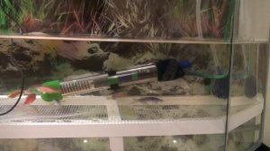 Нерест данио. Как разводить данио. Личный опыт