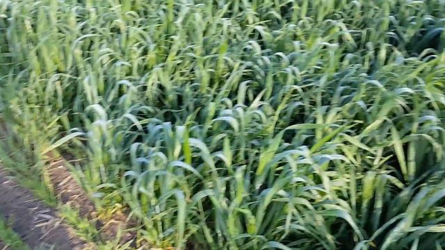 Разница вегетации растений весной смотреть онлайн