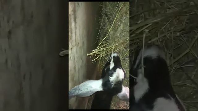 англо-нубийская козочка 7,5 месяцев смотреть онлайн