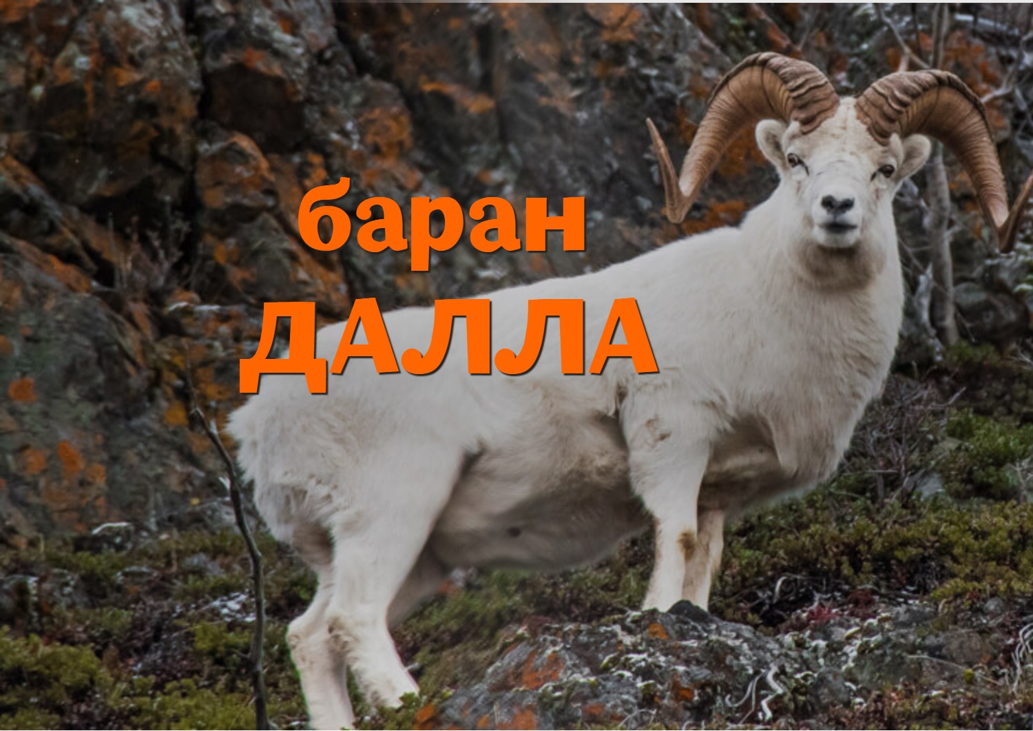 The Hunter Classic (баран Далла)