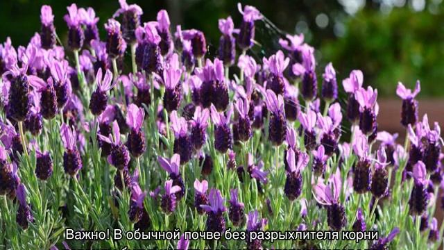 Лаванда — посадка и уход в открытом грунте смотреть онлайн