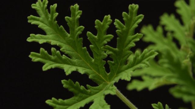 Pelargonium citrosum geranio citronela смотреть онлайн