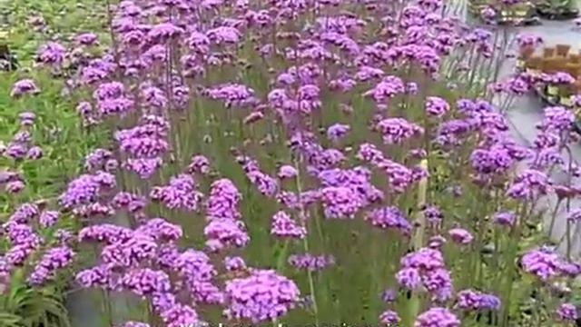 Verbena Bonariensis