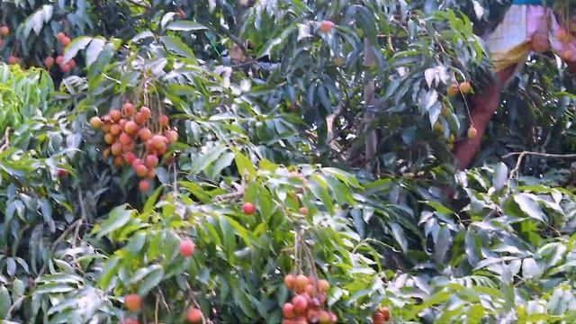 Lychee Harvesting Picking and Packing - Amazing Agriculture Fruit Farming Technique смотреть онлайн