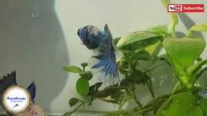 Как они растут петушки /how do they grow bettas ?