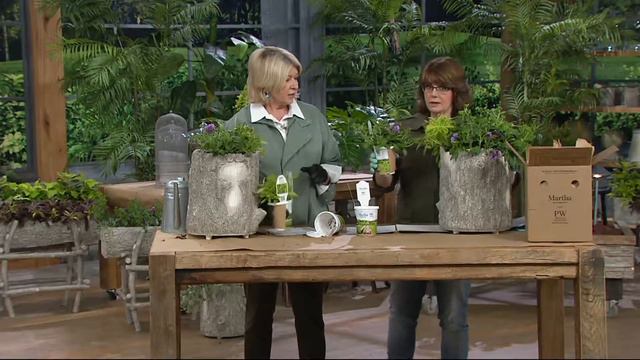 Martha Stewart 4-Piece Supertunia & Emerald Lace by Proven Winners on QVC