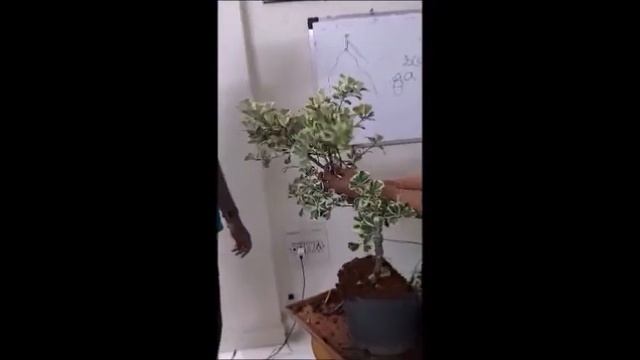 Cascade style Bonsai Making of Ficus Triangularis plant смотреть онлайн
